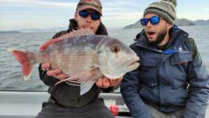 Pesca un pargo de casi 3,5 kilos en Rías Baixas: «Para esta zona, es enorme»