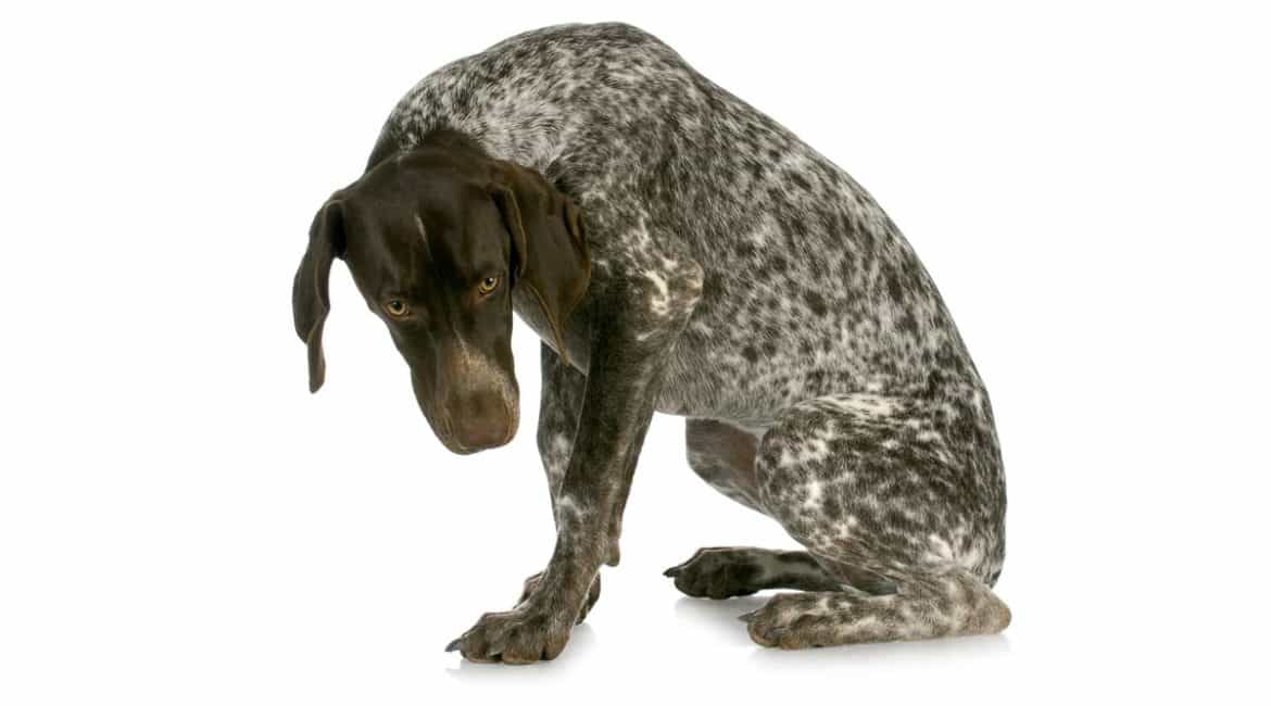 Displasia de cadera: así afecta esta enfermedad a nuestros perros de caza
