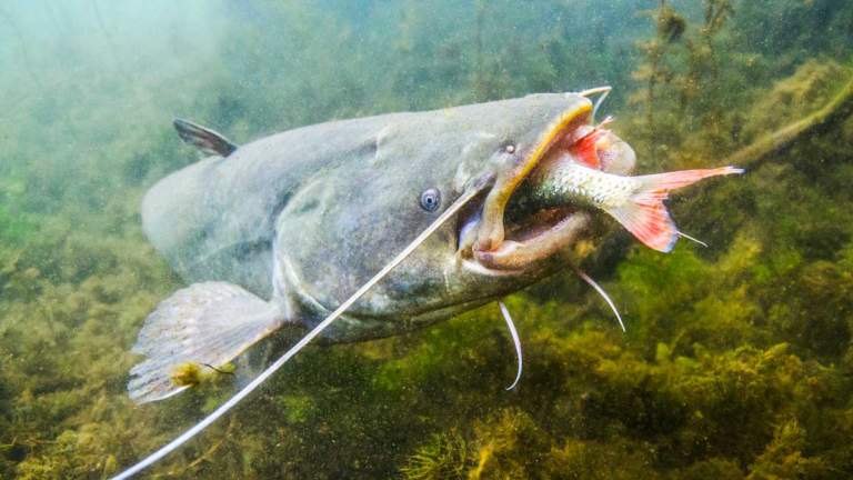 Un siluro engullendo a otro pez. ©Shutterstock