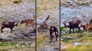 Un cazador graba por primera vez el ataque de lobo a un macho montés en Gredos