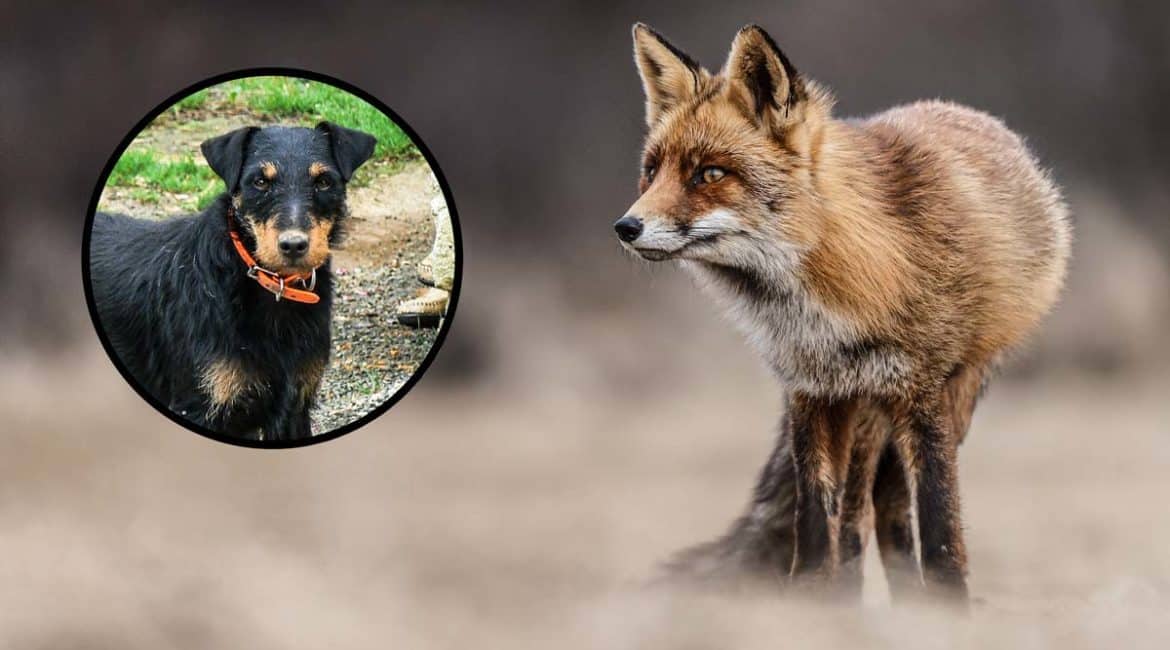 Un perro de caza entra en una madriguera para cazar una zorra y acaban copulando