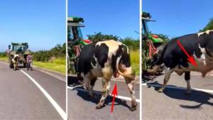 Un animalista confunde un semental con una vaca lechera y las redes estallan en carcajadas