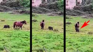 Un gran jabalí intenta atacar a un caballo por detrás y se acaba arrepintiendo