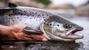 La pesca del salmón en Asturias y el origen del Campanu
