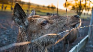 Monfragüe cambia la caza por matanzas de animales acorralados financiadas con dinero público
