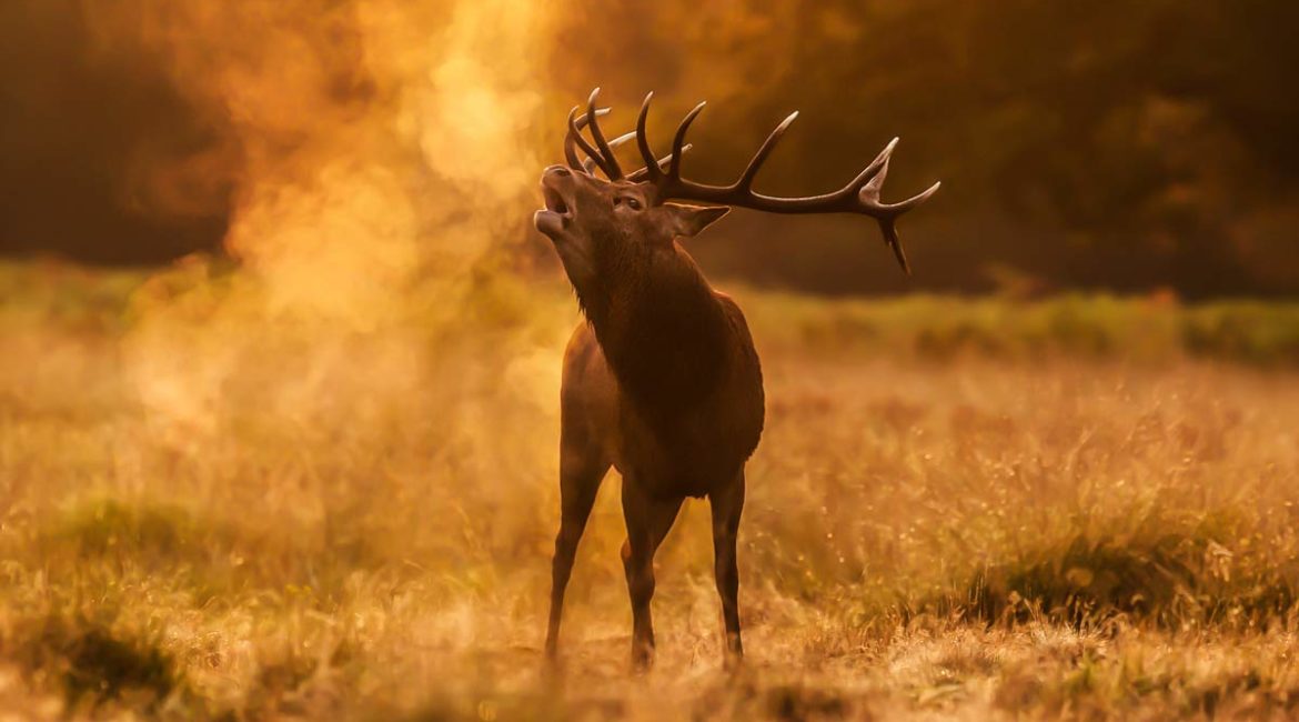Un ciervo en berrea. ©Shutterstock