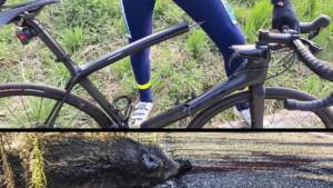 Un ciclista choca con un jabalí, parte la bicicleta y resulta herido de gravedad