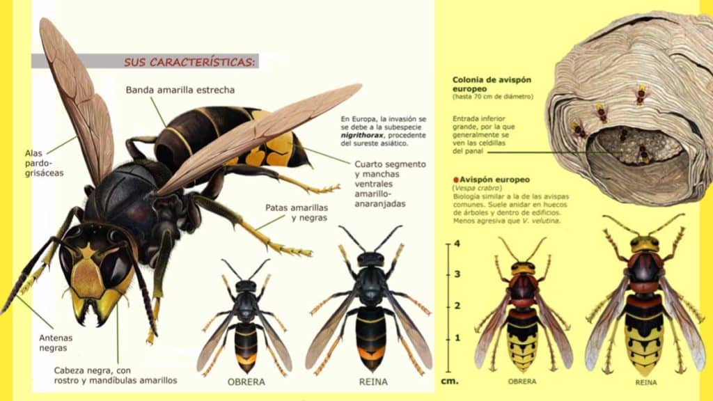 como-identificar-una-avispa-asiatica-vespa-velutina