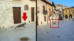 Una corza se va de paseo por Simancas y llega hasta la Plaza Mayor