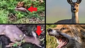 Graban a un zorro atacando a una corza adulta: así es la cruda realidad de la naturaleza