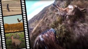 El bellísimo vídeo de un águila real cazando corzos y rebecos que muestra la magia de la cetrería