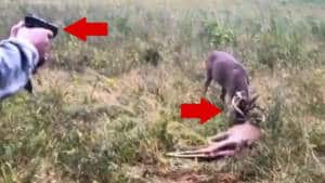 Encuentra dos ciervos con la cuerna enredada y dispara con su arma