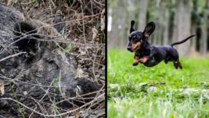 Dos perros de caza son incapaces de sacar a un jabalí de su escondite, hasta que llega este pequeñajo