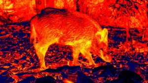 La federación de caza alerta de que los cazadores están siendo multados por usar visión térmica en Albacete