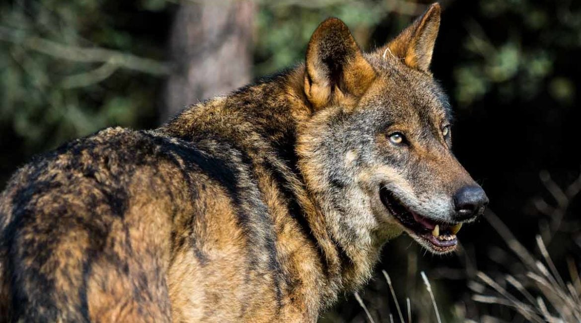 El Gobierno paraliza temporalmente la declaración del lobo como especie protegida
