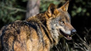 La Reserva de la Culebra subastará la caza de 12 lobos por Internet