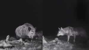 Un descomunal jabalí se apodera de la carroña de una manada de lobos en Galicia