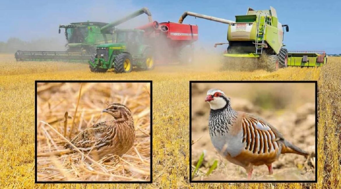 Agricultura y caza: cómo cosechar en mayo y junio para facilitar la cría de la perdiz y la codorniz
