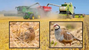 Agricultura y caza: cómo cosechar en mayo y junio para facilitar la cría de la perdiz y la codorniz