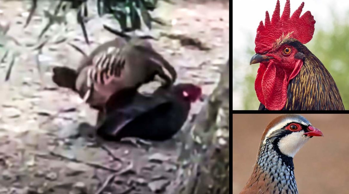 Un macho de perdiz roja se impone a un gallo que lo triplica en tamaño y se adueña del corral