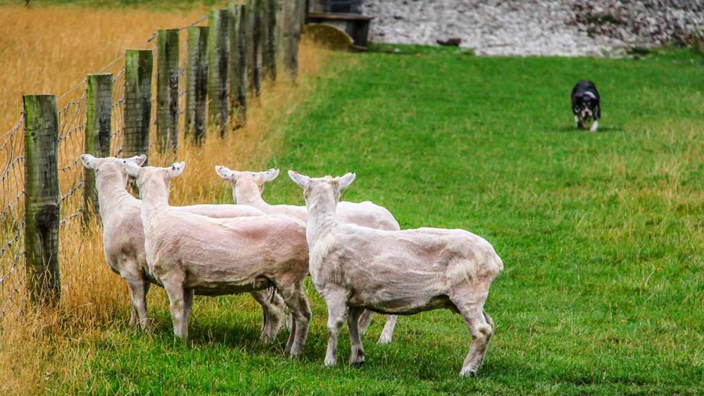 Un perro se aproxima a tres ovejas recién esquiladas. ©Shutterstock