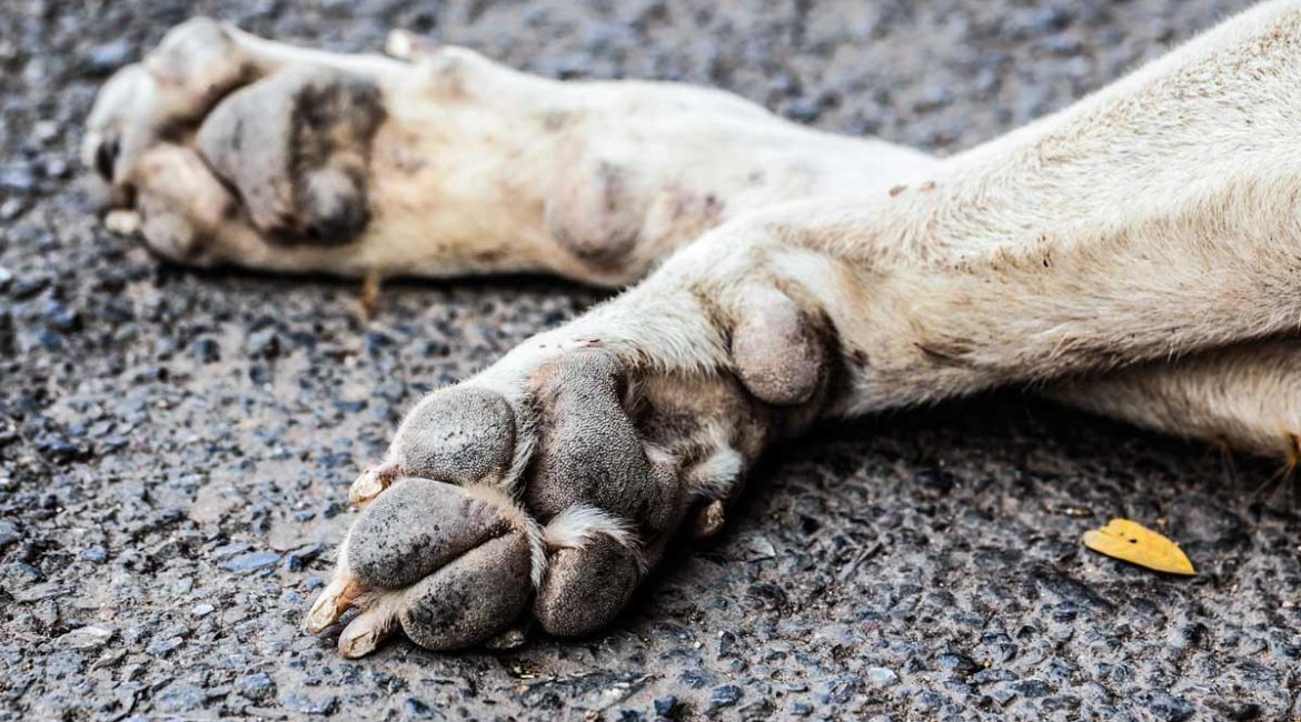 Patas de un perro muerto. ©Shutterstock