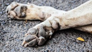 Los cazadores extremeños piden cárcel para 12 acusados de matar a 41 perros