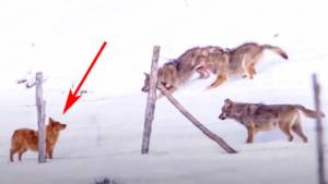 Así reacciona un perro pastor al verse acorralado por tres lobos