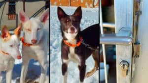 Un cazador pide ayuda urgente para recuperar los tres perros de caza que le han robado