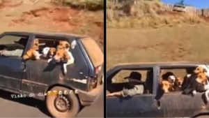 Insólito vídeo de un conductor que lleva a sus perros de rastro en un Seat Panda