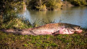 Pescan un enorme siluro de 100 kilos a las puertas de Doñana