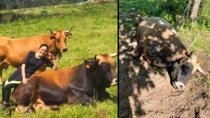Envenenan un toro semental a una de las ganaderas que más defienden el control del lobo en Asturias