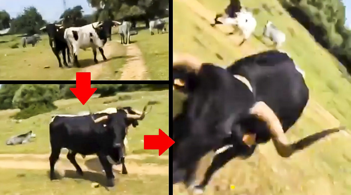 Un corredor se mete entre unas vacas por un camino rural y una de ellas le embiste