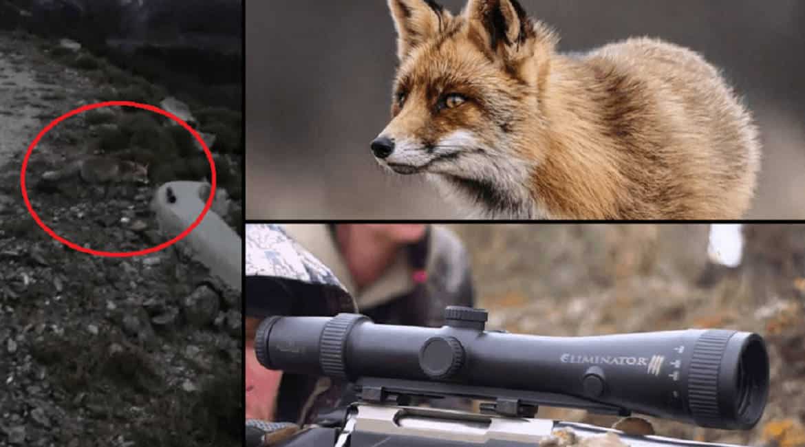 Un zorro intenta robar el visor del arma de un cazador durante una batida de jabalí en Ávila