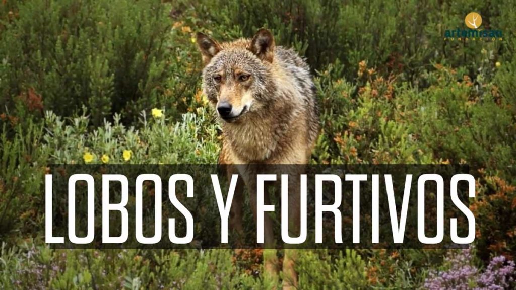 Lobos y furtivos, la amenaza de Gredos', el último documental de Fundación  Artemisan
