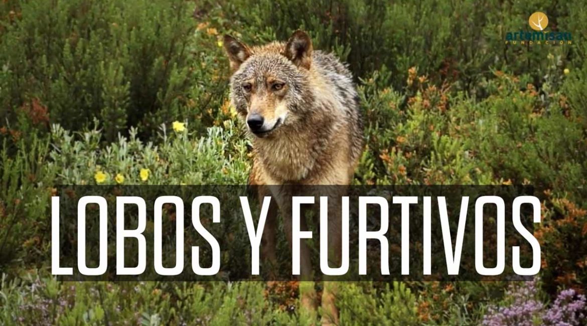 ‘Lobos y furtivos, la amenaza de Gredos’, el último documental de Fundación Artemisan