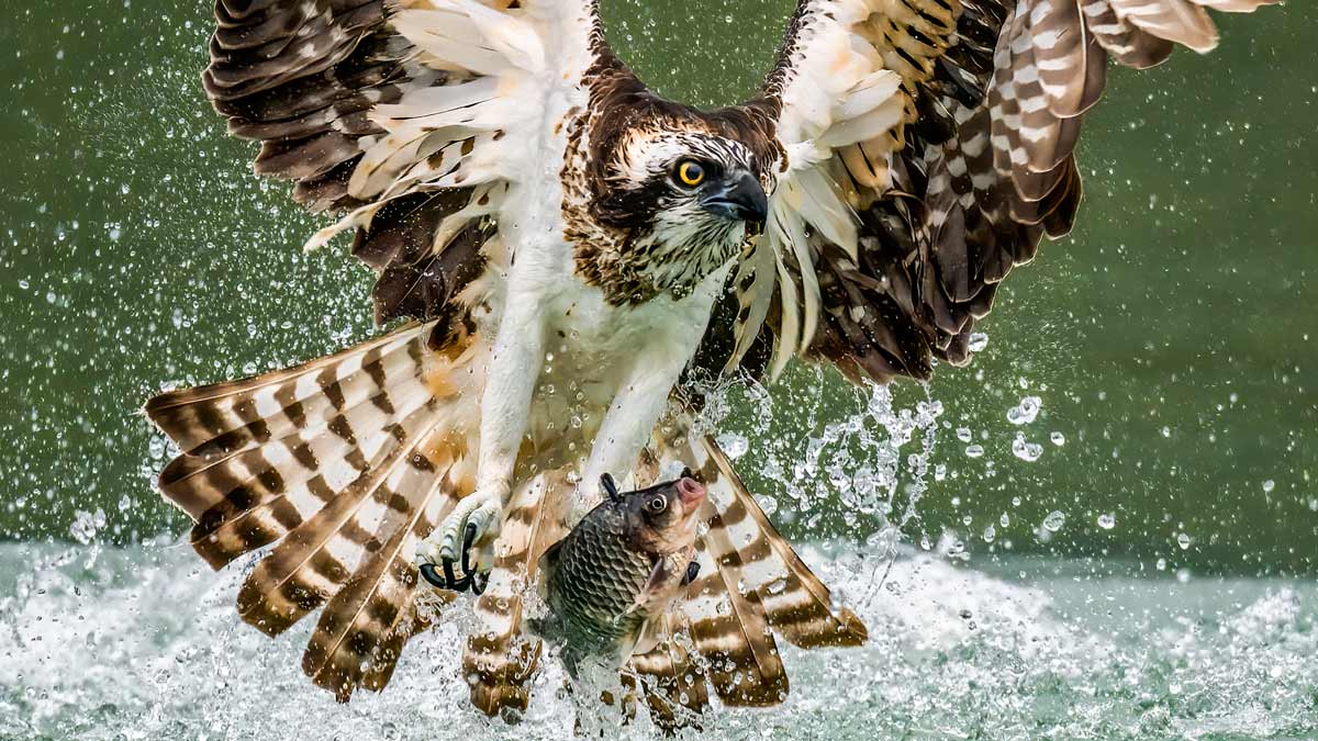 Así se ve a cámara lenta cómo un águila pescadora da caza a una presa