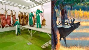 Asiccaza pide ayudas para el sector de la carne de caza por la crisis de la Covid-19