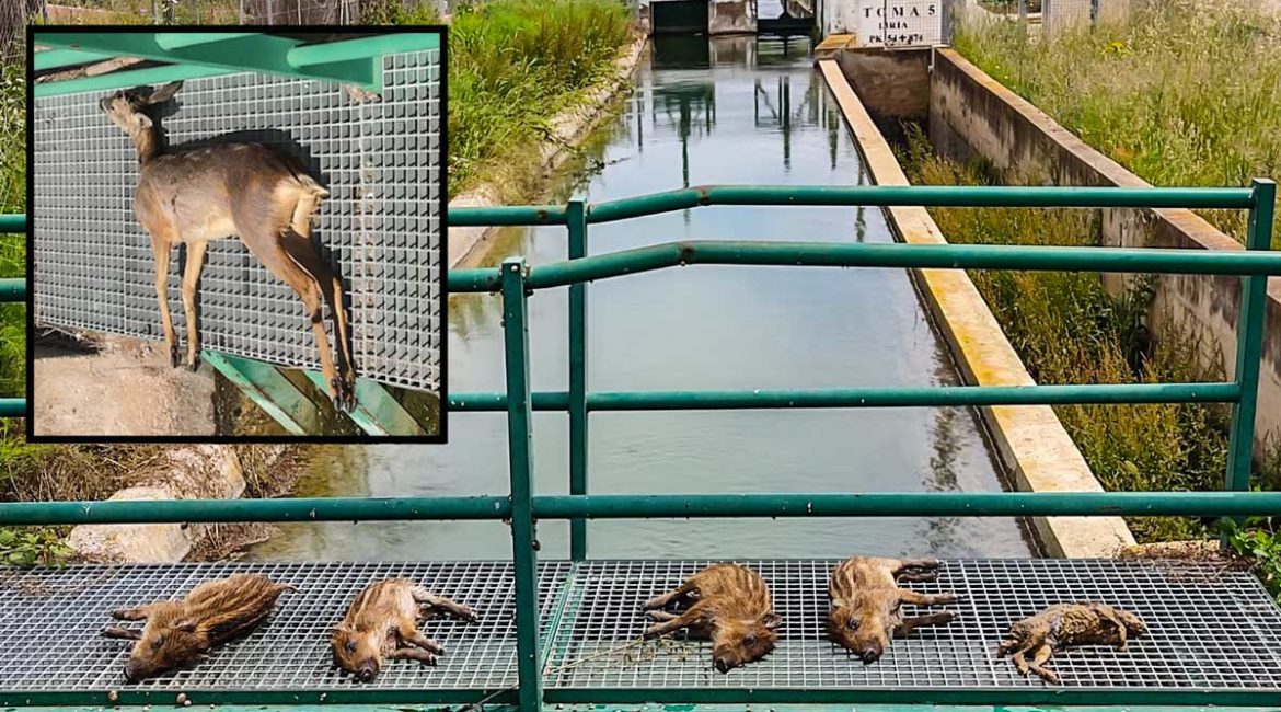 Los cazadores de Valencia denuncian el ahogamiento de crías de jabalí y corzo en el canal de Lliria