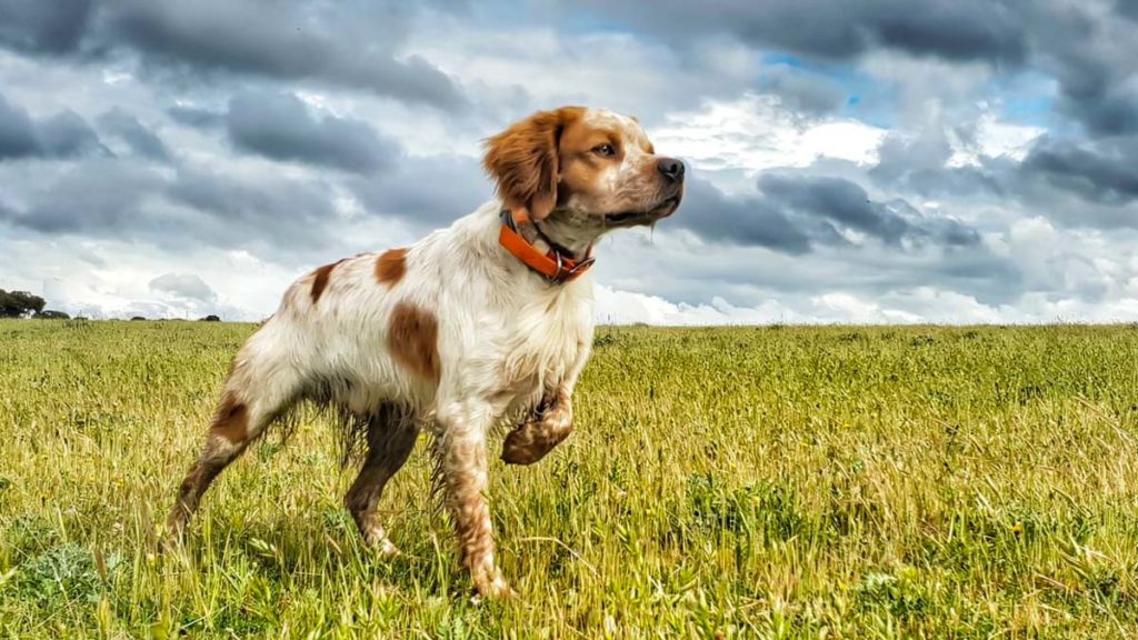 11 pautas para adiestrar perro caza correctamente