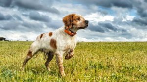 11 pautas para adiestrar a tu perro de caza correctamente