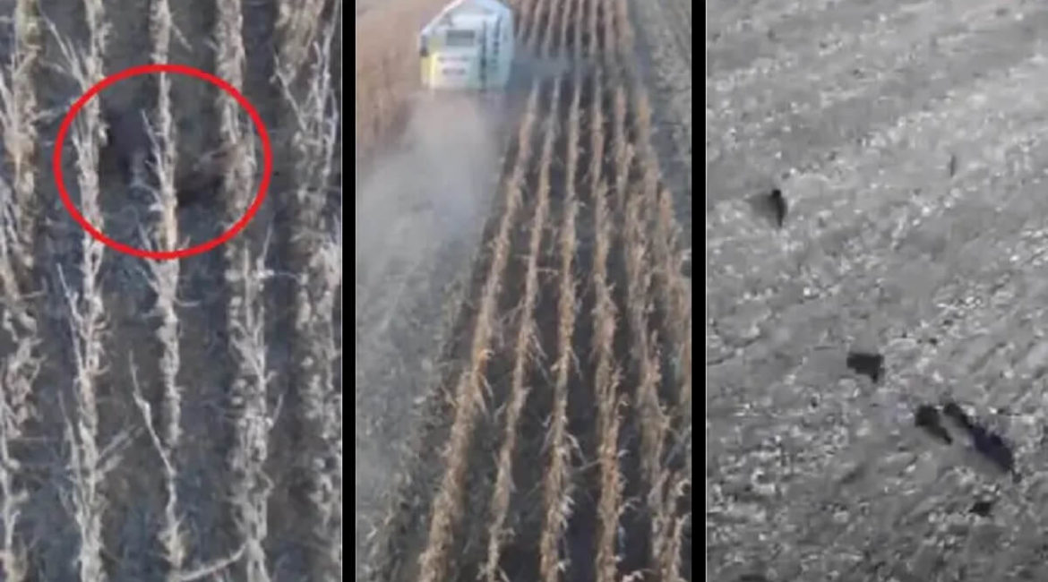 Graban con un dron la espectacular huida de una piara de jabalíes de un campo de maíz