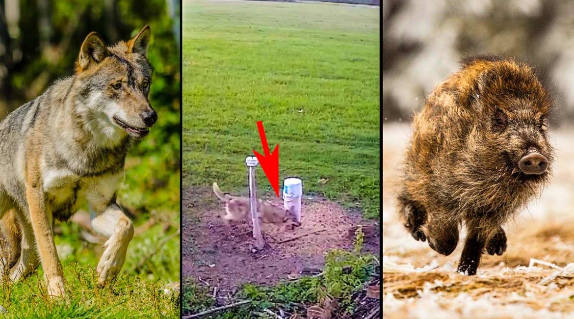 Estos lobos demuestran su inteligencia usando un comedero de jabalí hecho por humanos para cazar
