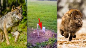 Estos lobos demuestran su inteligencia usando un comedero de jabalí hecho por humanos para cazar