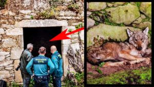 Este es el vídeo del lobo que entró en una casa de un pueblo de Galicia