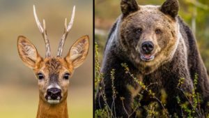 Un cazador de corzos se encuentra con dos osos en León