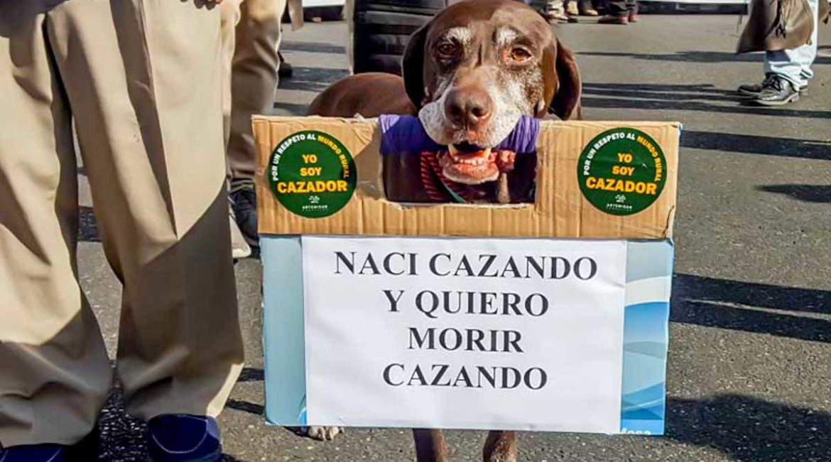 Perro 'reivindicando' su derecho a cazar junto a su dueño en la última manifestación de cazadores de septiembre de 2017 en Córdoba. /Jara y Sedal