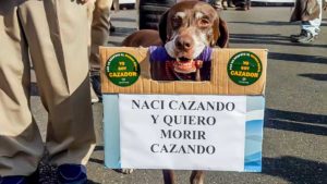 Perro 'reivindicando' su derecho a cazar junto a su dueño en la última manifestación de cazadores de septiembre de 2017 en Córdoba. /Jara y Sedal
