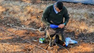 Nueva lección de ecologismo de este cazador: salva a dos corzos y un jabalí de morir ahogados