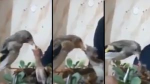 El vídeo de un jilguero alimentando a sus pollos enamora a los cazadores